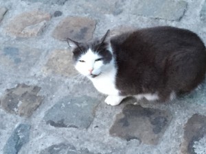 Ciao miaut die Katze in Mons