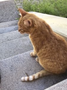 Schmusekater